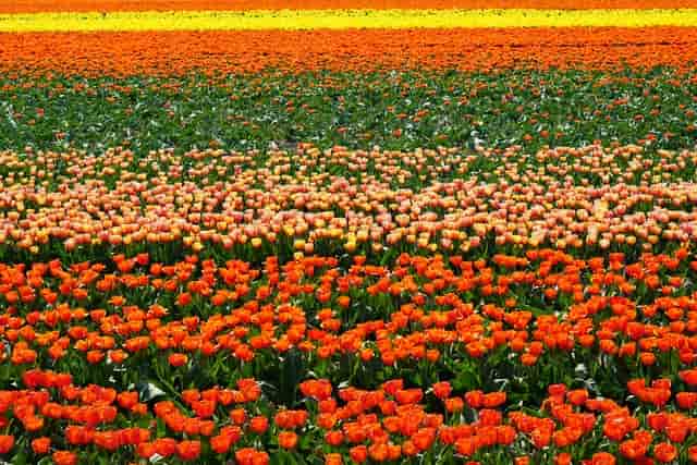 Nizozemské pole tulipánů